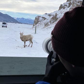 Jackson Hole Wildlife Safaris - Mountain sheep - Tours Near Me - Jackson, Wyoming