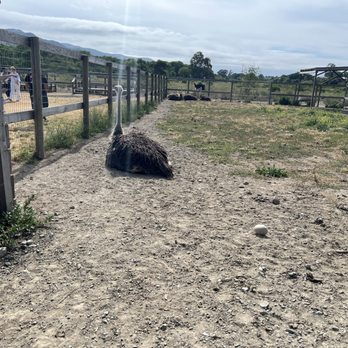 Ostrichland USA - Attraction Farms Near Me - Solvang, California Ostrichland USA - Attraction Farms Near Me - Solvang, California