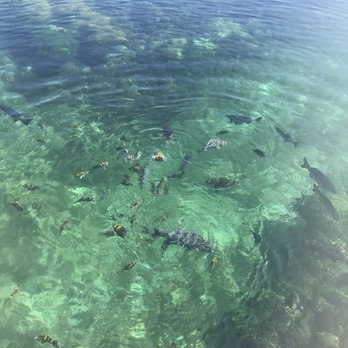 Xel-Há - More fish feeding - Amusement Parks Near Me - Tulum, ROO Xel-Há - More fish feeding - Amusement Parks Near Me - Tulum, ROO