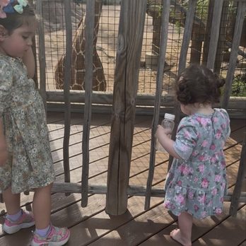 San Antonio Zoo - A zoo day with the sisters ‍ and the giraffes - Zoos Near Me - San Antonio, Texas