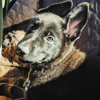 EveryDog - Pet Training Near Me