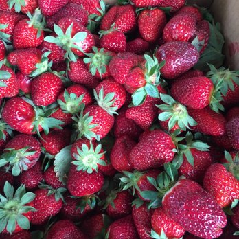 The Ivy Place- Berry Farm - Testers - Pick Your Own Farms Near Me - Lancaster, South Carolina The Ivy Place- Berry Farm - Testers - Pick Your Own Farms Near Me - Lancaster, South Carolina