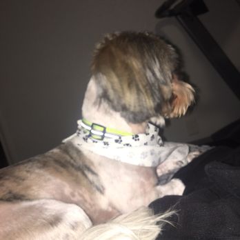 Pin Up Pets Grooming - Pet Groomers Near Me - Fresno, California