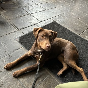 The Block Food & Drink - St. Louis Park - Casually blocking the entrance but too cute to be moved - New American Near Me - Saint Louis Park, Minnesota
