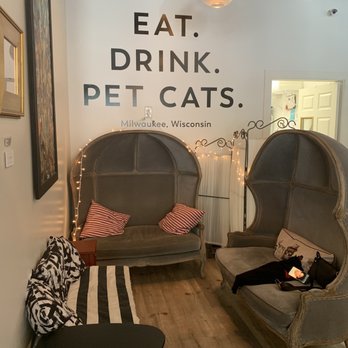 Sip & Purr Cat Cafe - Inside is fun - Pet Adoption Near Me - Milwaukee, Wisconsin