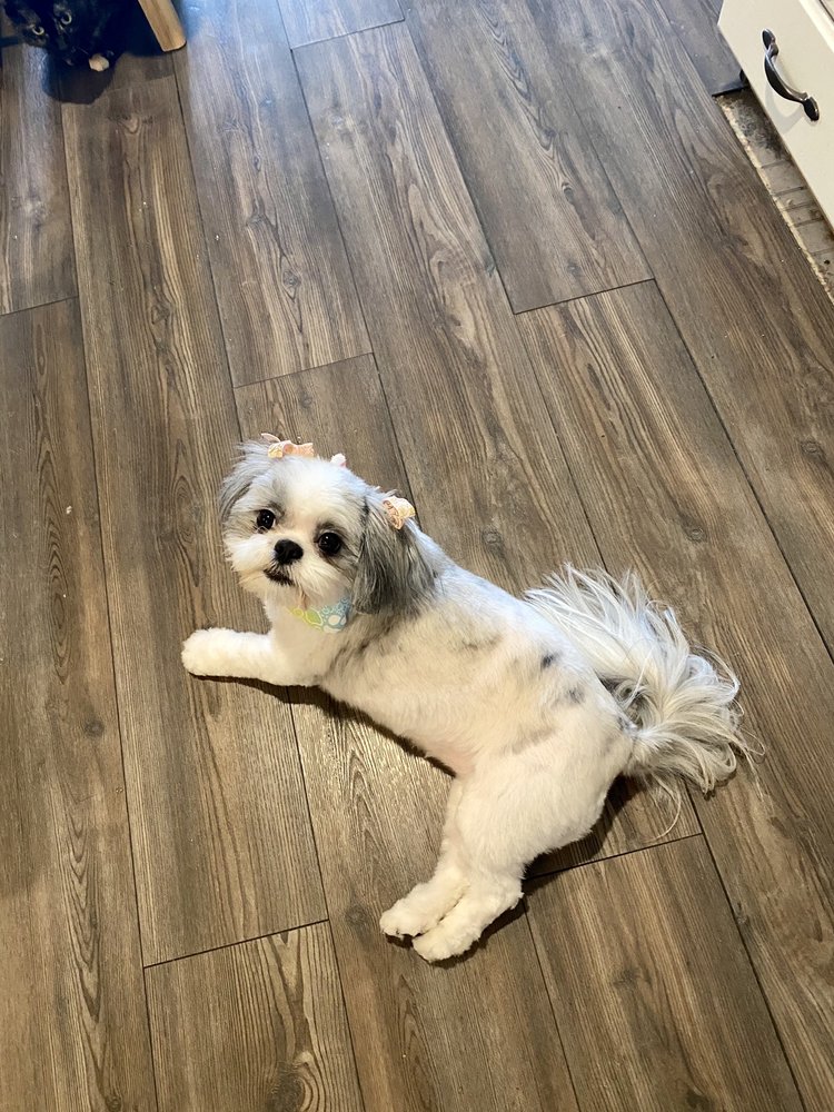 AUSSIE PET MOBILE FRISCO Updated September 2024 17 Photos & 35