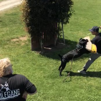 Wolfgang Expert Dog Training - Protection training jumping out of my car to an attacker. 5 months after any training began. - Pet Training Near Me - Gardena, California Wolfgang Expert Dog Training - Protection training jumping out of my car to an attacker. 5 months after any training began. - Pet Training Near Me - Gardena, California