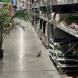 Lowe's Home Improvement