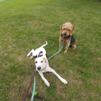 Dances with Dogs - Dogs - Pet Training Near Me