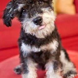 David's Dog Training - Benji