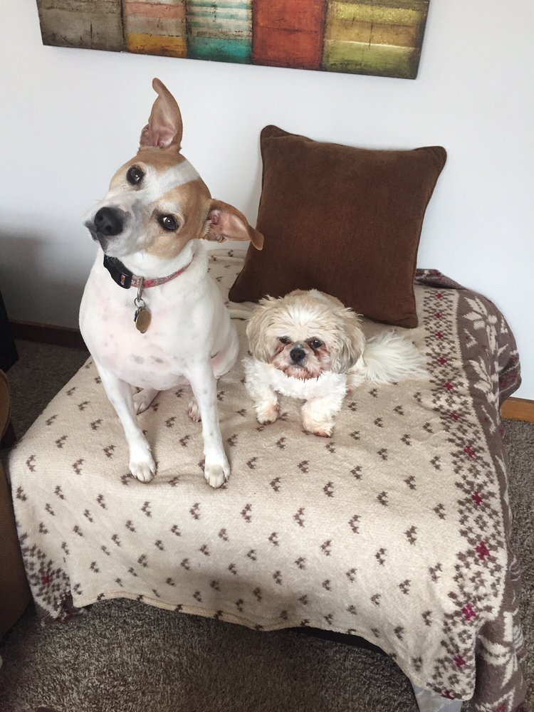 Furry Friends Dog Walking and Boarding 57 Photos Pet Boarding