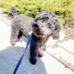 Pets-R-Us Pet Services