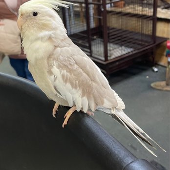 Fancy Feathers Exotic Birds - "Sunshine!" (2/19/23) - Pet Groomers Near Me - Blackwood, New Jersey Fancy Feathers Exotic Birds - "Sunshine!" (2/19/23) - Pet Groomers Near Me - Blackwood, New Jersey