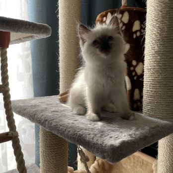 FairyTale Ragdoll by i-Angel - Dinah in her condo - Pet Breeders Near Me FairyTale Ragdoll by i-Angel - Dinah in her condo - Pet Breeders Near Me