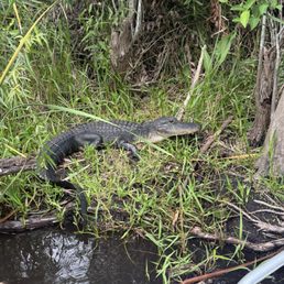 American alligator American alligator