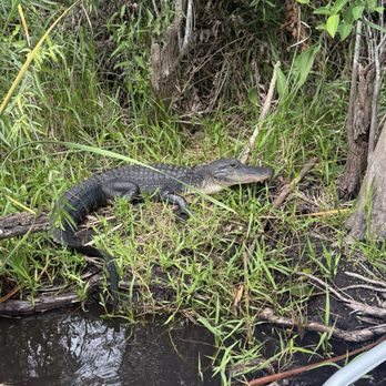 Everglades Airboat Expeditions - American alligator - Boat Tours Near Me Everglades Airboat Expeditions - American alligator - Boat Tours Near Me