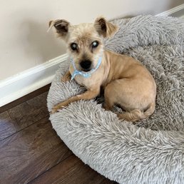 Shorky - low cut. His eyes glow as he is blind.