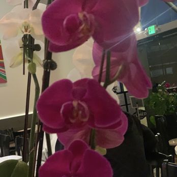 Kushiyu - Live orchids everywhere - Sushi Bars Near Me - Tarzana, California
