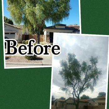 Southwest Tree Service - Trimming/Thinning Acacia - Tree Services Near Me Southwest Tree Service - Trimming/Thinning Acacia - Tree Services Near Me