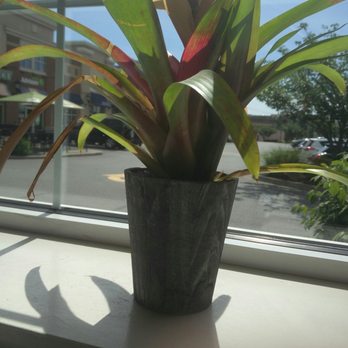 DiCamillo Bakery - Extra seating with a cute view - Bakeries Near Me - Williamsville, New York