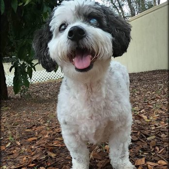 My Pets Wellness - Belle - Pet Groomers Near Me - Daytona Beach, Florida My Pets Wellness - Belle - Pet Groomers Near Me - Daytona Beach, Florida