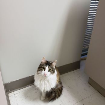 Paw Patch - Calm which never happens at the vet. - Veterinarians Near Me - Indianapolis, Indiana Paw Patch - Calm which never happens at the vet. - Veterinarians Near Me - Indianapolis, Indiana