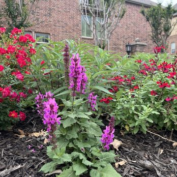 Timberline Lawn & Landscape - Rose marvel salvia, drift rose, red lips autumn sage. - Landscaping Near Me - Dallas, Texas