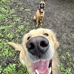 Elite Pup Training - Funtime on the Hill X 2