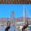 Alameda Yacht Club gift card