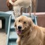 Photo of Cool Dog Ranch