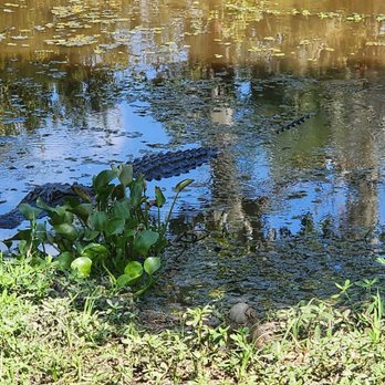 Restaurant des Familles - Gator swimming - Cajun/Creole Near Me - Marrero, Louisiana