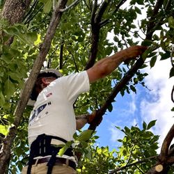 Capshaw Tree Service