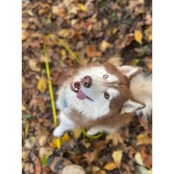 Timber and Co. Dog Boarding/Daycare - Outdoor enrichment and supervised activity support mental stimulation and balanced behavior for dogs attending daycare, train...