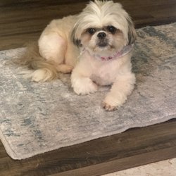 Pet It Forward Foundation - This is her now. Thank you Gina/Pet It Forward!