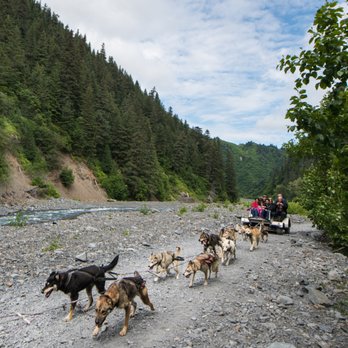 Seavey's WildRide Sled Dog Rodeo - Tours Near Me Seavey's WildRide Sled Dog Rodeo - Tours Near Me