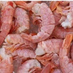 The Shrimp Guy - Royal Reds