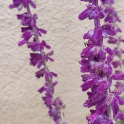 Maehara Nursery - The flower feels like velvet.