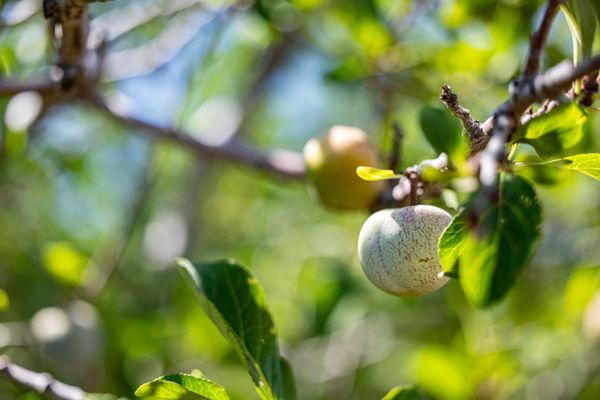 Andy's Orchard by null