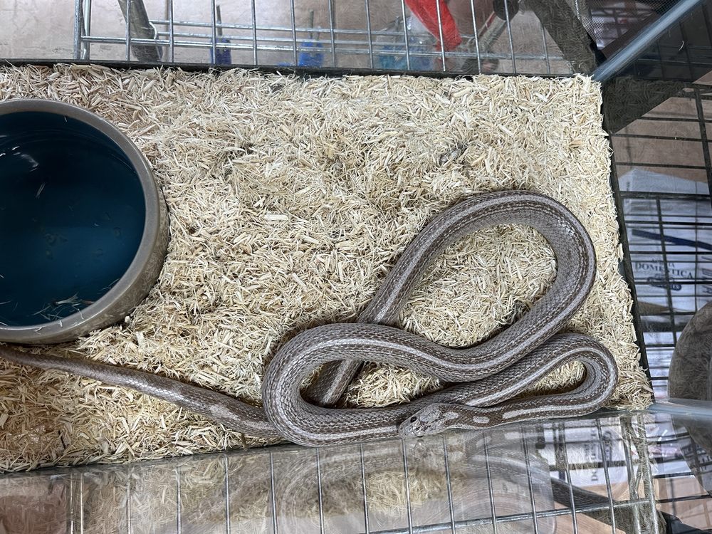 Herp Hobby Shop Image