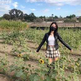 Sunflower garden with no more sunflowers Sunflower garden with no more sunflowers