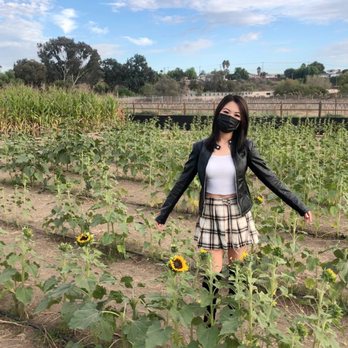 Pumpkin Station - Sunflower garden with no more sunflowers - Kids Activities Near Me - Bonita, California Pumpkin Station - Sunflower garden with no more sunflowers - Kids Activities Near Me - Bonita, California