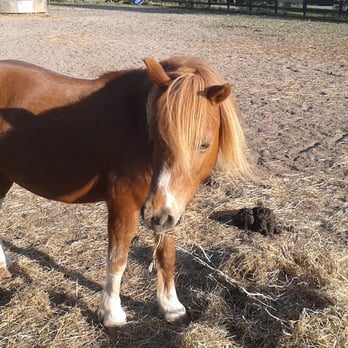 Sit and Stay Pet Sitting - Jazmine - Pet Sitting Near Me Sit and Stay Pet Sitting - Jazmine - Pet Sitting Near Me