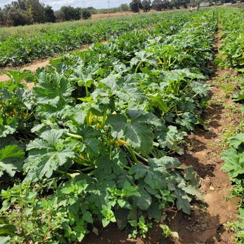 Davis Ranch, LLC - Vegetable Fields - Fruits & Veggies Near Me - Sloughhouse, California