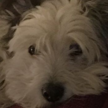 Loving Hands Veterinary Services - Our sweet little Eddie.  He was a rescue and was in our hearts for 16 years. - Veterinarians Near Me