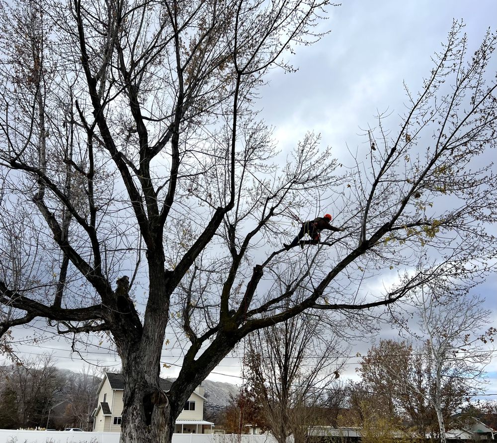 Utah Roots Tree Care - tree service in Sandy, UT