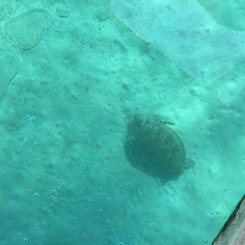Pandan Island Resort - Sea Turtles can live up to 30-50 years. They can hold their breath from 4-7 hours underwater. - Resorts Near Me - Sablayan, MDC