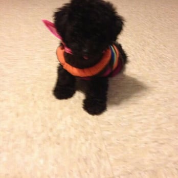 Pets Plus-Reptiles & Exotic Fish - This is my little puppy. I buy in this place I love Pets Plus. !! - Pet Stores Near Me - Lockport, New York Pets Plus-Reptiles & Exotic Fish - This is my little puppy. I buy in this place I love Pets Plus. !! - Pet Stores Near Me - Lockport, New York