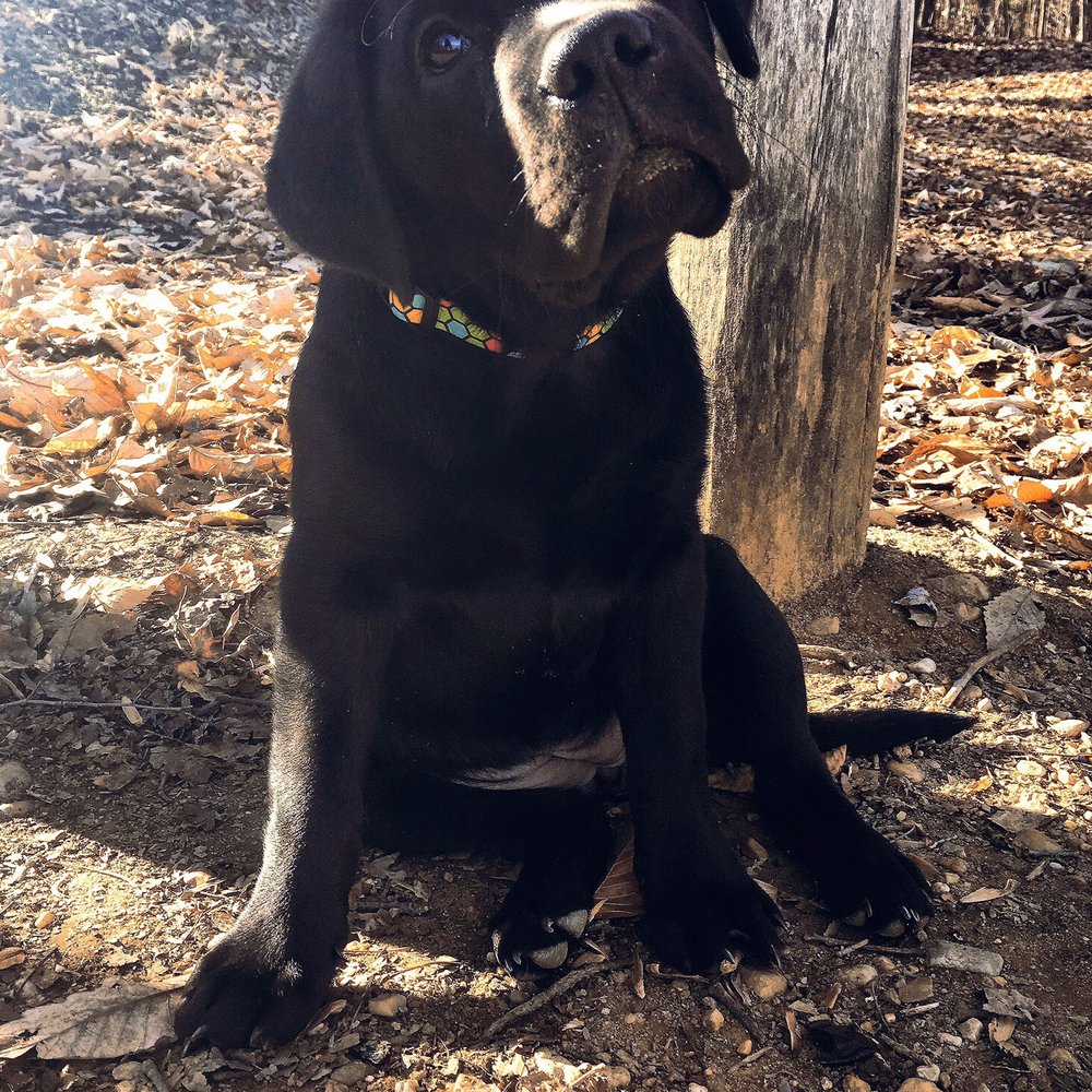 This is our little pup Lilly !