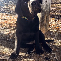 This is our little pup Lilly !