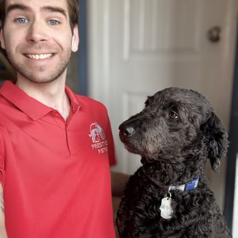 Prestige Pets - Dash the 'Golden' Doodle! - Pet Sitting Near Me Prestige Pets - Dash the 'Golden' Doodle! - Pet Sitting Near Me